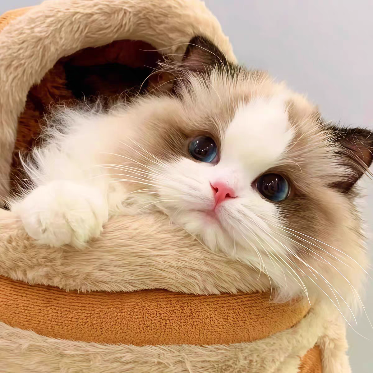 猫舍直销批发价格出售布偶猫